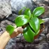 Kép 5/9 - Hoya quinquenervia