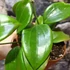 Kép 7/9 - Hoya quinquenervia