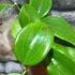 Kép 8/9 - Hoya quinquenervia