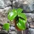 Kép 9/9 - Hoya quinquenervia
