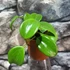 Kép 6/9 - Hoya quinquenervia