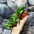 Kép 3/6 - Hoya carnosa 'Compacta Mauna Loa'