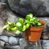 Kép 2/6 - Hoya carnosa 'Compacta Mauna Loa'