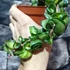 Kép 6/6 - Hoya carnosa 'Compacta Mauna Loa'