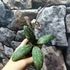 Kép 2/6 - Hoya sigillatis 'Round Form'