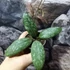 Kép 4/6 - Hoya sigillatis 'Round Form'