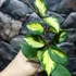 Kép 3/4 - Hoya carnosa 'Tricolor'