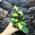 Kép 4/4 - Hoya carnosa 'Tricolor'