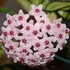 Kép 1/4 - Hoya carnosa 'Tricolor'