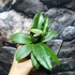 Kép 3/6 - Hoya erythrina