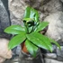 Kép 4/6 - Hoya erythrina