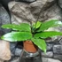 Kép 5/6 - Hoya erythrina