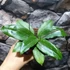 Kép 6/6 - Hoya erythrina