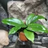 Kép 2/6 - Hoya erythrina