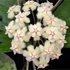 Kép 1/6 - Hoya erythrina
