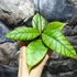 Kép 3/8 - Hoya callistophylla