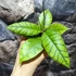 Kép 4/8 - Hoya callistophylla