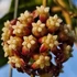 Kép 1/8 - Hoya callistophylla