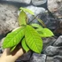 Kép 5/8 - Hoya callistophylla