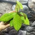Kép 6/8 - Hoya callistophylla