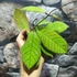 Kép 7/8 - Hoya callistophylla