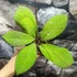 Kép 8/8 - Hoya callistophylla