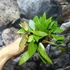 Kép 3/5 - Hoya memoria gracilis
