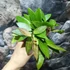 Kép 4/5 - Hoya memoria gracilis