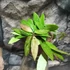 Kép 5/5 - Hoya memoria gracilis