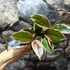 Kép 3/7 - Hoya Flamingo dream