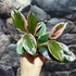 Kép 2/7 - Hoya Flamingo dream