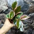 Kép 4/7 - Hoya Flamingo dream