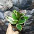Kép 6/7 - Hoya Flamingo dream