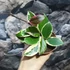 Kép 7/7 - Hoya Flamingo dream