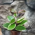 Kép 5/7 - Hoya Flamingo dream