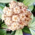 Kép 1/4 - Hoya crassipetiolata