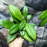 Kép 2/4 - Hoya crassipetiolata