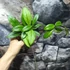 Kép 3/4 - Hoya crassipetiolata