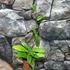 Kép 4/4 - Hoya crassipetiolata