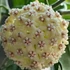 Kép 1/7 - Hoya villosa