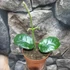 Kép 3/7 - Hoya villosa