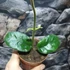 Kép 2/7 - Hoya villosa