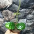 Kép 4/7 - Hoya villosa