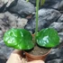 Kép 5/7 - Hoya villosa