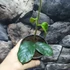 Kép 6/7 - Hoya villosa