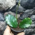 Kép 7/7 - Hoya villosa
