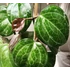 Kép 2/11 - Hoya 'Sarawak Cream'