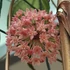 Kép 1/11 - Hoya 'Sarawak Cream'
