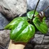 Kép 3/11 - Hoya 'Sarawak Cream'