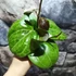 Kép 11/11 - Hoya 'Sarawak Cream'